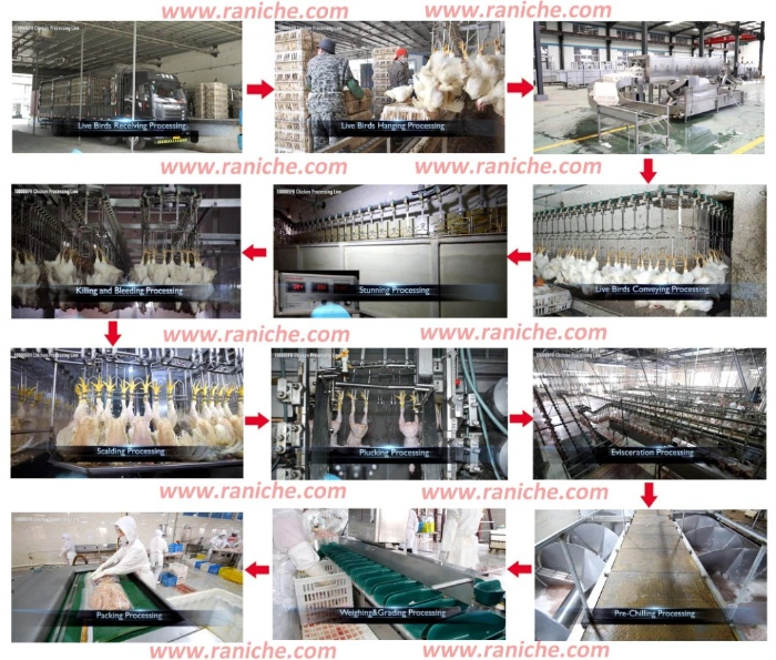 Abattoir Hot Sale Halal Poultry Chicken Slaughter Equipment