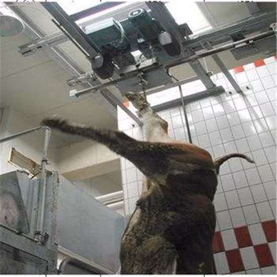 The Most Popular Slaughtering Equipment/Cattle Pig