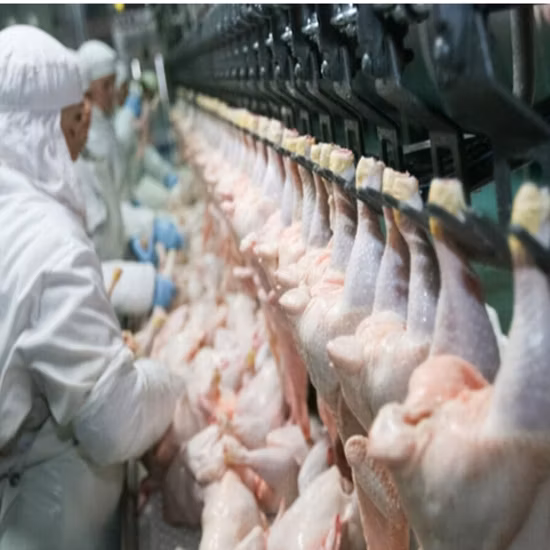 High Quality Poultry Chicken Abattoir Slaughtering Equipment Line Slaughterhouse Equipment